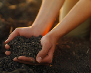 Collection image for: Indoor Composting Systems
