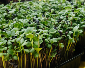 Collection image for: Indoor Gardening Systems