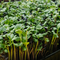 Indoor Gardening Systems