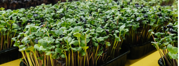 Indoor Gardening Systems