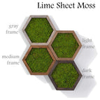 Lime green sheet moss / Gray wood