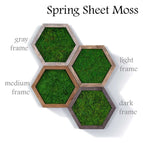 Spring green sheet moss / Gray wood