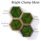 Bright texture clump moss / Gray wood
