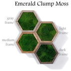 Emerald texture clump moss / Gray wood