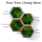 Four tone texture clump moss / Gray wood