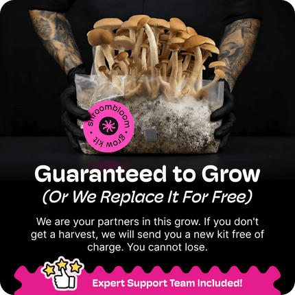 All-In-One Mushroom Grow Kit (4LB) – First-Time Growers