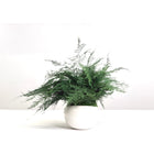 Large Featherleaf Kokedama, Preserved Moss and Fern Plant in Modern Ceramic Bowl