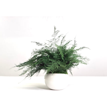Large Featherleaf Kokedama, Preserved Moss and Fern Plant in Modern Ceramic Bowl