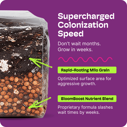 All-In-One Mushroom Grow Kit (4LB) – First-Time Growers