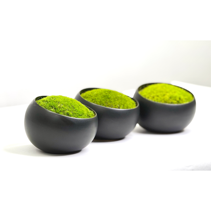 Preserved Moss in Modern Black Asymmetrical Ceramic Bowl
