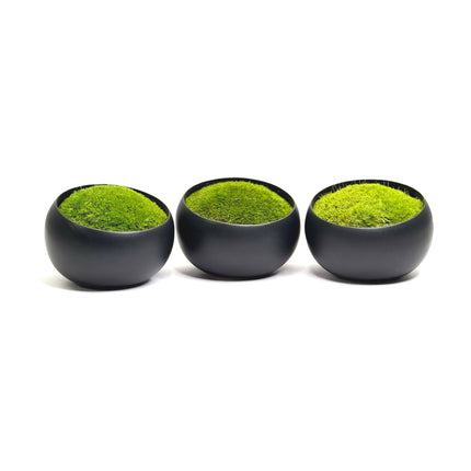 Preserved Moss in Modern Black Asymmetrical Ceramic Bowl