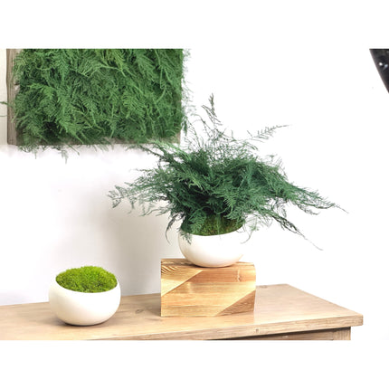 Large Featherleaf Kokedama, Preserved Moss and Fern Plant in Modern Ceramic Bowl