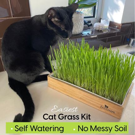 Self Watering Cat Grass Kit. The Easiest Way to Grow Cat Grass.