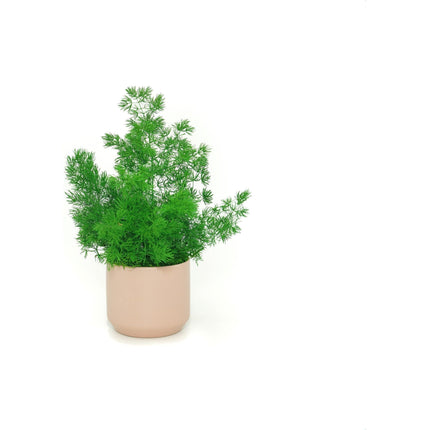 Ceramic Small Pot with Preserved Moss and Ferns Handmade, Single Pot- no water required