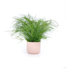 Grassy Fern / Blush