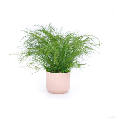 Large Preserved Fern Potted Plant Options - No Watering