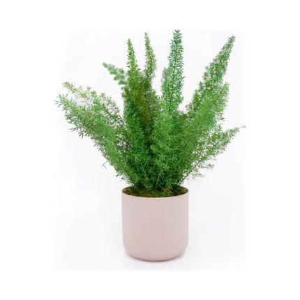 Large Preserved Fern Potted Plant Options - No Watering