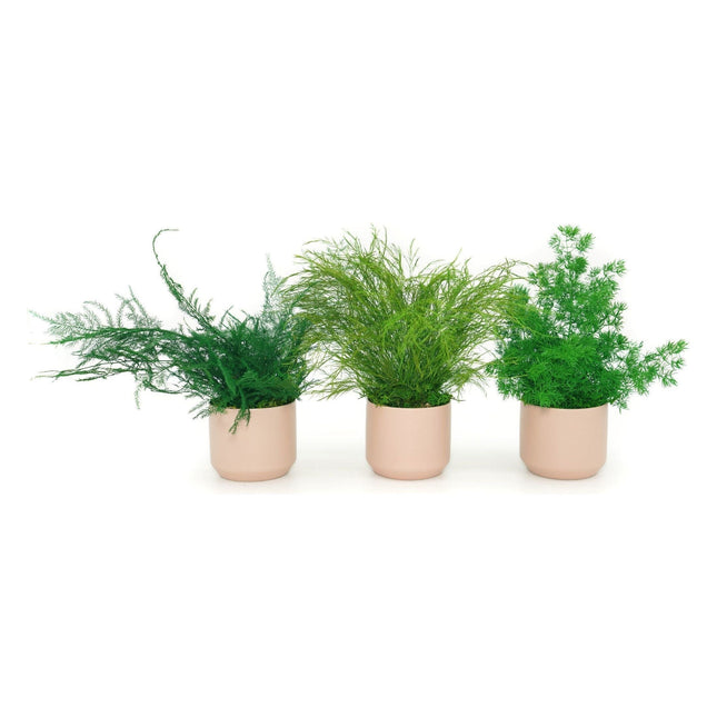 Ceramic Small Pot with Preserved Moss and Ferns Handmade, Single Pot- no water required