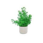 Pine Fern / Gray