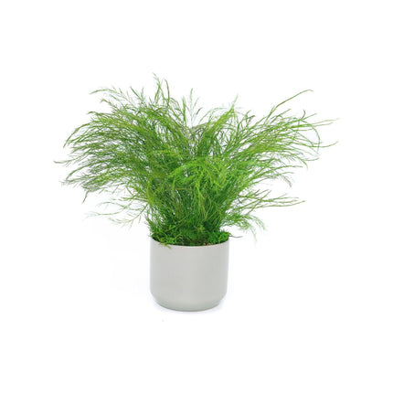 Ceramic Small Pot with Preserved Moss and Ferns Handmade, Single Pot- no water required