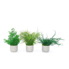 Gray / Pine Fern