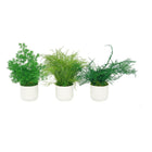 Ceramic Small Pot with Preserved Moss and Ferns Handmade, Single Pot- no water required
