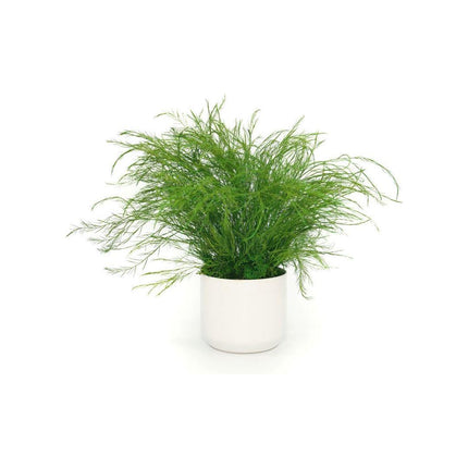 Ceramic Small Pot with Preserved Moss and Ferns Handmade, Single Pot- no water required