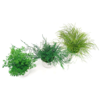 Ceramic Small Pot with Preserved Moss and Ferns Handmade, Single Pot- no water required