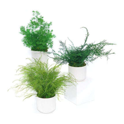 Ceramic Small Pot with Preserved Moss and Ferns Handmade, Single Pot- no water required