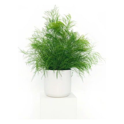 Large Preserved Fern Potted Plant Options - No Watering