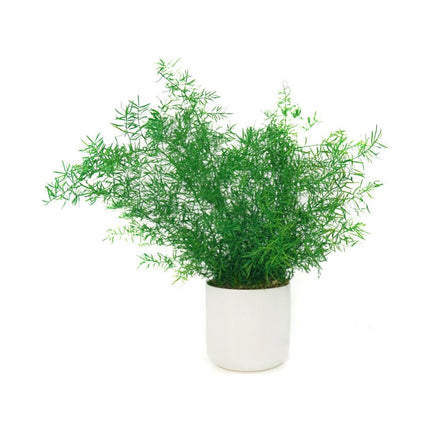 Large Preserved Fern Potted Plant Options - No Watering