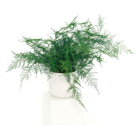 Large Preserved Fern Potted Plant Options - No Watering