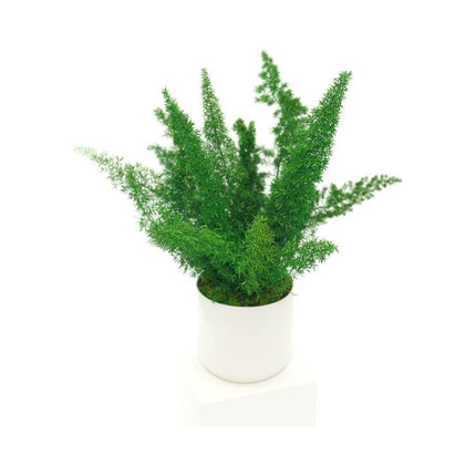 Large Preserved Fern Potted Plant Options - No Watering
