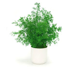 Pine Fern / White
