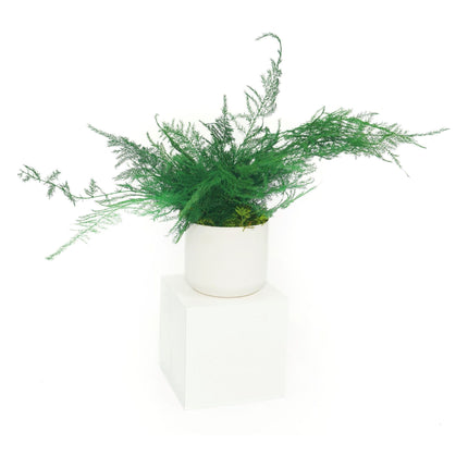 Ceramic Small Pot with Preserved Moss and Ferns Handmade, Single Pot- no water required