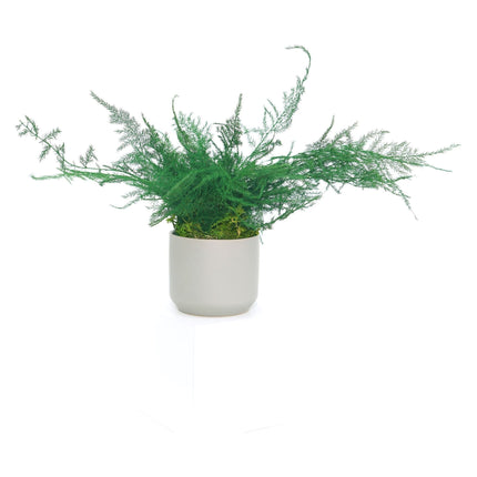 Ceramic Small Pot with Preserved Moss and Ferns Handmade, Single Pot- no water required