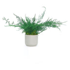 Featherleaf Fern / Gray