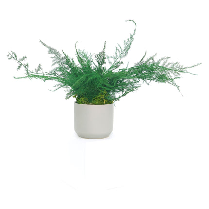Large Preserved Fern Potted Plant Options - No Watering