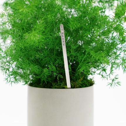 Large Preserved Fern Potted Plant Options - No Watering