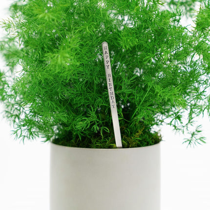 Large Preserved Fern Potted Plant Options - No Watering