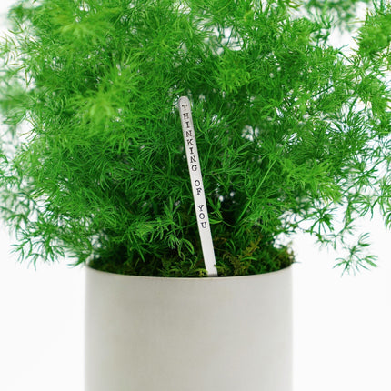 Large Preserved Fern Potted Plant Options - No Watering