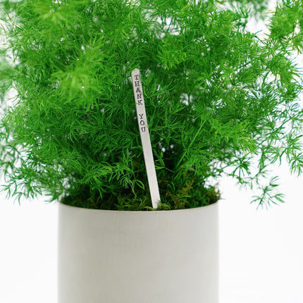 Large Preserved Fern Potted Plant Options - No Watering