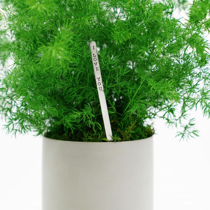 Large Preserved Fern Potted Plant Options - No Watering