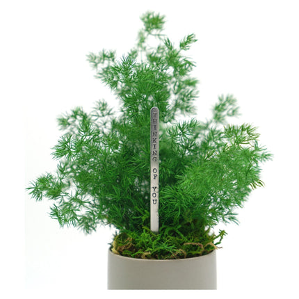Ceramic Small Pot with Preserved Moss and Ferns Handmade, Single Pot- no water required