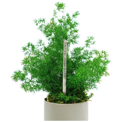 Ceramic Small Pot with Preserved Moss and Ferns Handmade, Single Pot- no water required