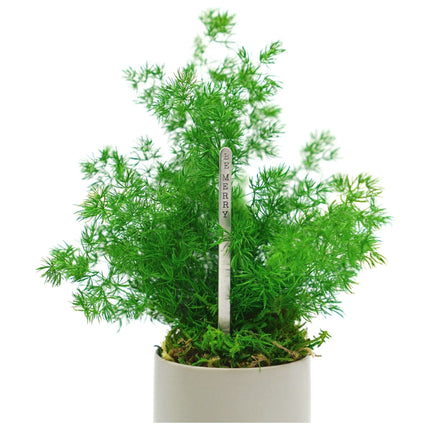 Ceramic Small Pot with Preserved Moss and Ferns Handmade, Single Pot- no water required