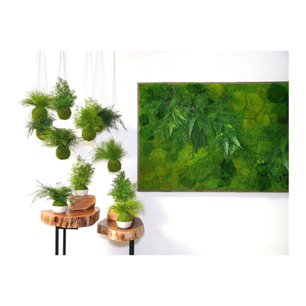 Featherleaf Fern Kokedama - Sitting or Hanging - Preserved Moss and Fern Plant