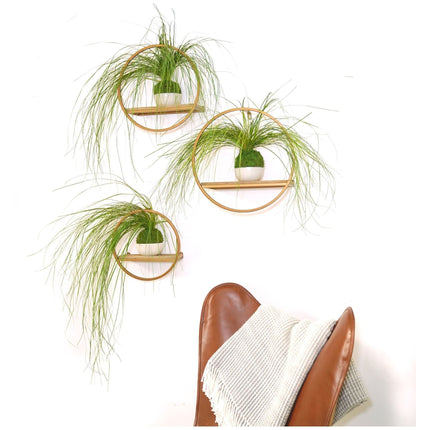 Bear Grass Kokedama - Sitting or Hanging - Preserved Moss and Fern Plant