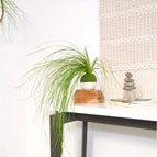 Sitting - Bowl Not Included / Green Moss