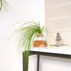 Sitting - Bowl Not Included / Tan Spanish Moss